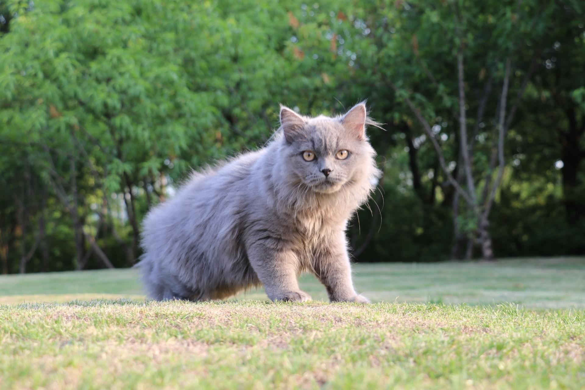 让长毛猫“爆毛”的小方法，亲测有效