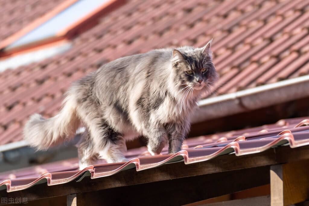 让长毛猫“爆毛”的小方法，亲测有效