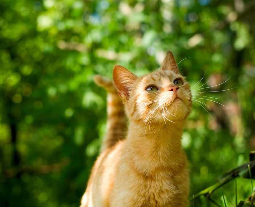 原来橘猫好处这么多！后悔没早点养