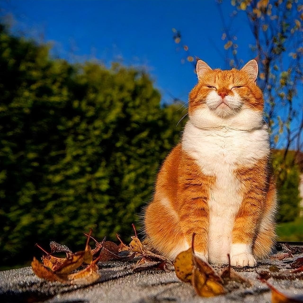 原来橘猫好处这么多！后悔没早点养