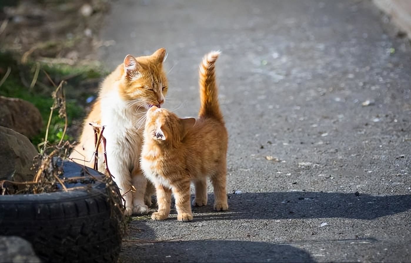 网友：收了一只流浪猫，半年后，我把它扔了