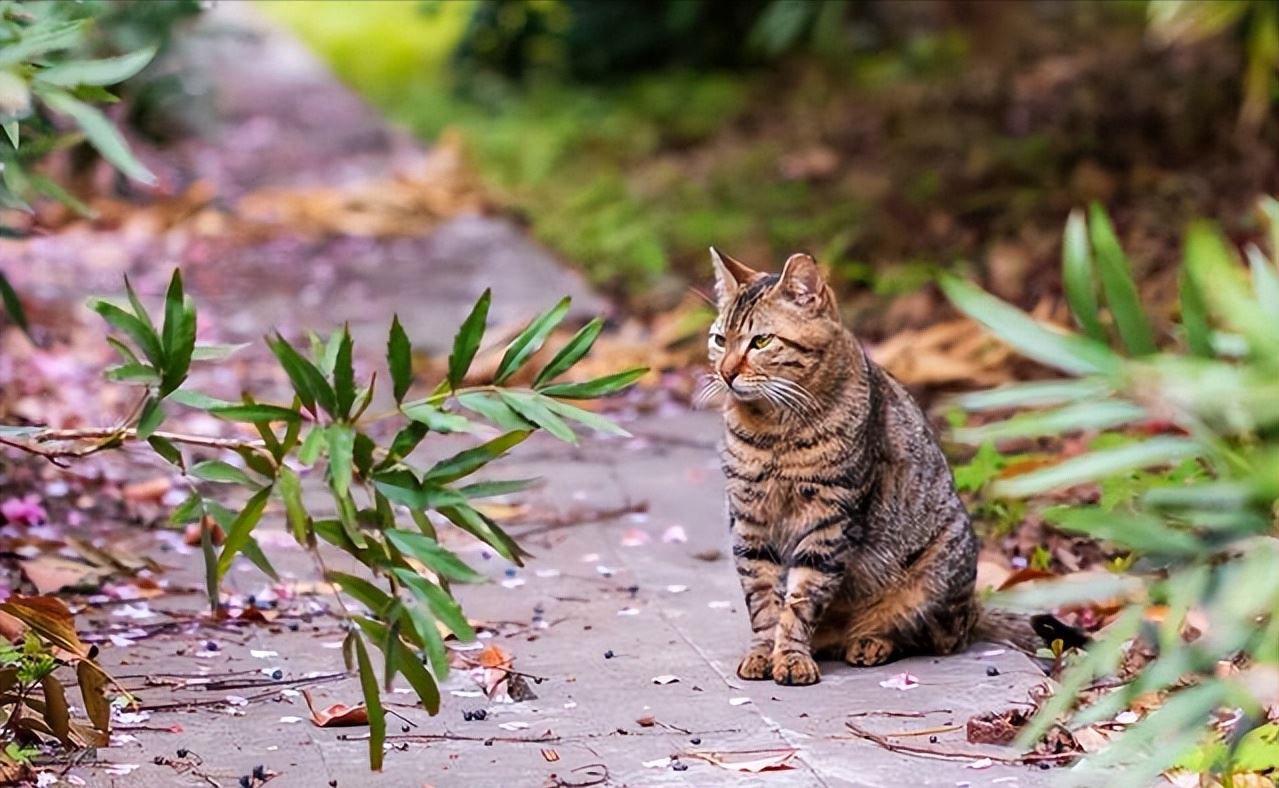 网友：收了一只流浪猫，半年后，我把它扔了