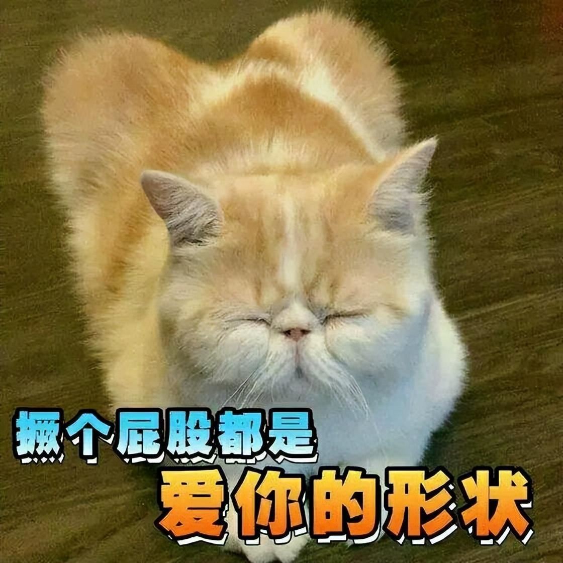 猫咪这些“坏习惯”，竟是聪明的表现，别再责怪它了