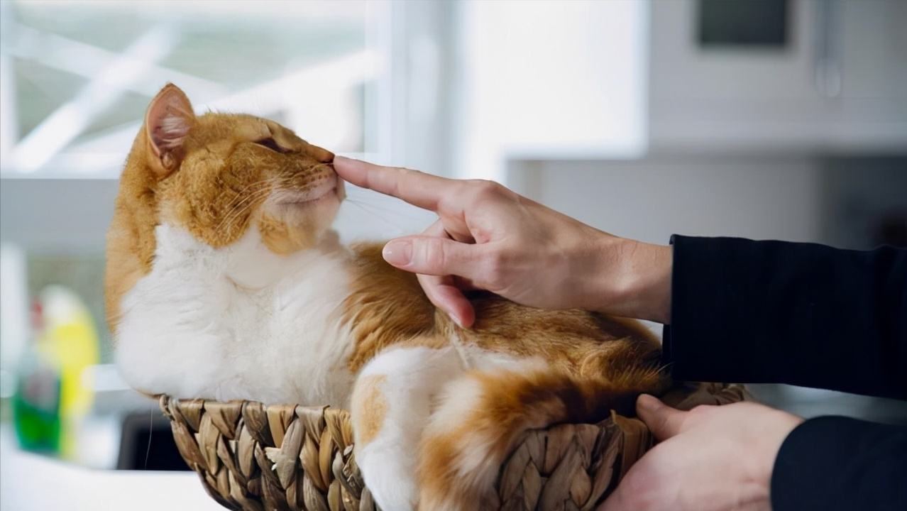 被主人“捧在手心”长大的猫，会有这几种现象