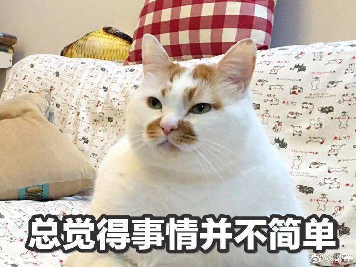 猫咪养久了，最好别送人，这些后果很揪心