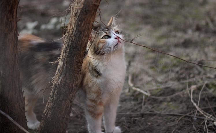 猫咪养久了，最好别送人，这些后果很揪心