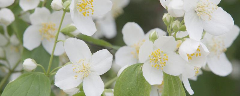 茉莉花有哪些品种