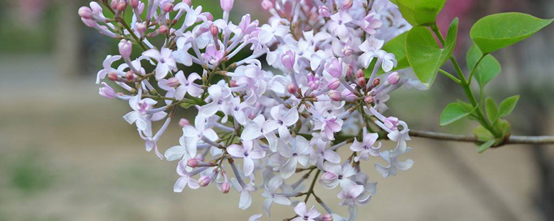 呼和浩特市花是什么