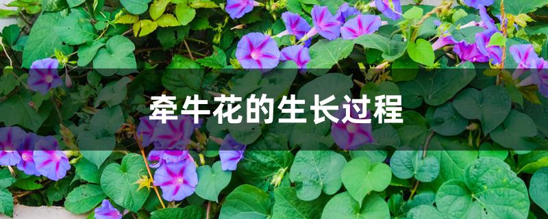 牵牛花的生长过程作文（牵牛花的生长过程）