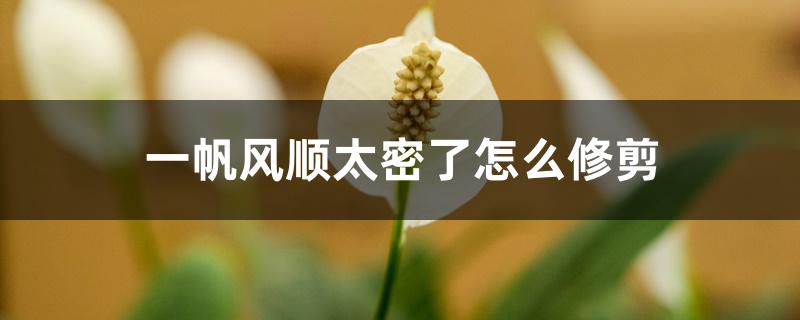 一帆风顺叶子太密应该怎样剪枝（一帆风顺太密了怎么修剪）