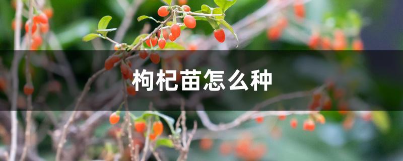 枸杞苗怎么种植方法（枸杞苗怎么种）