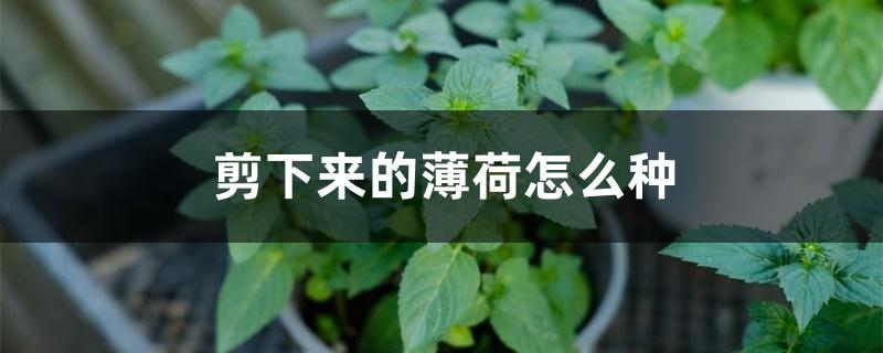 剪下来的薄荷怎么种起来（剪下来的薄荷怎么种）