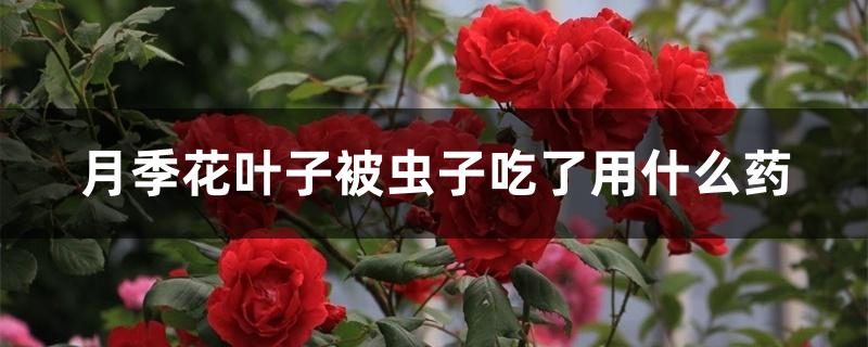 月季花叶子长虫了用什么药水（月季花叶子被虫子吃了用什么药）