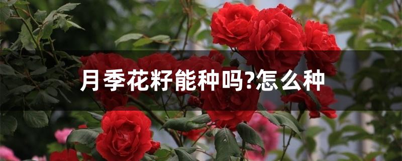 月季花籽能种吗?怎么种好（月季花籽能种吗?怎么种）