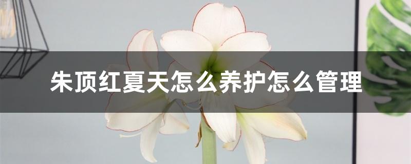 土朱顶红冬天怎么养护（朱顶红夏天怎么养护怎么管理）