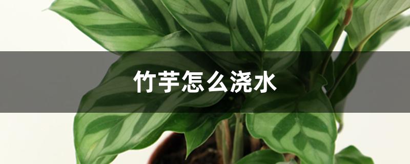 竹芋怎么浇水养殖（竹芋怎么浇水）