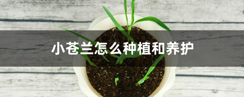 小苍兰怎么种植和养护呢（小苍兰怎么种植和养护）