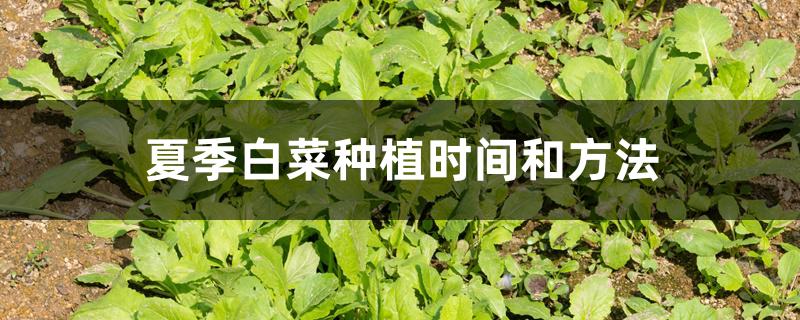 夏季白菜种植时间和方法大全（夏季白菜种植时间和方法）