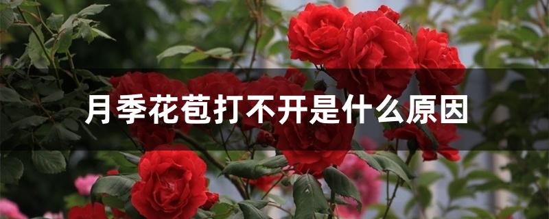 月季花苞打不开是什么原因呢（月季花苞打不开是什么原因）