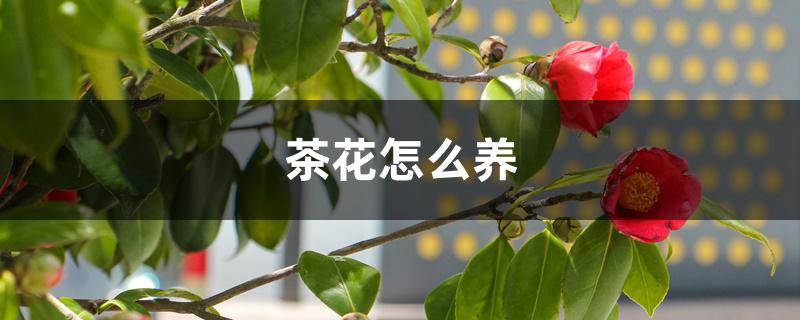 茶花怎么养才开花（茶花怎么养）