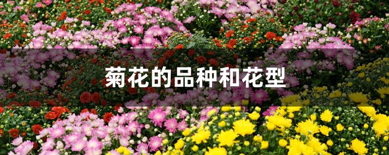 菊花的品种和花型介绍（菊花的品种和花型）