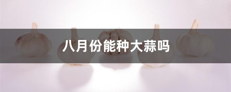 八月份可以种大蒜了吗（八月份能种大蒜吗）