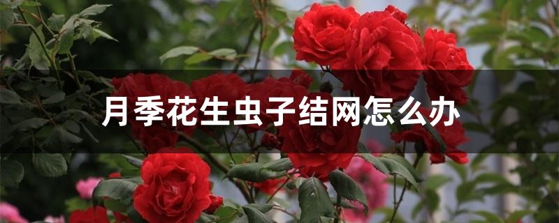 月季花生虫子结网怎么办用什么药（月季花生虫子结网怎么办）