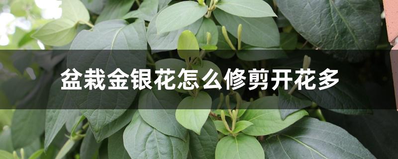 金银花怎样修剪花更多（盆栽金银花怎么修剪开花多）