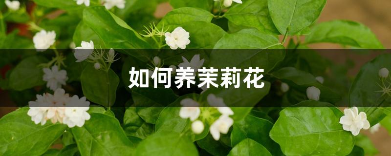 茉莉花的养护（如何养茉莉花）