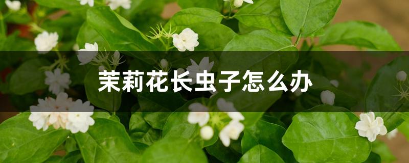 茉莉花长虫子怎么办用什么药（茉莉花长虫子怎么办）