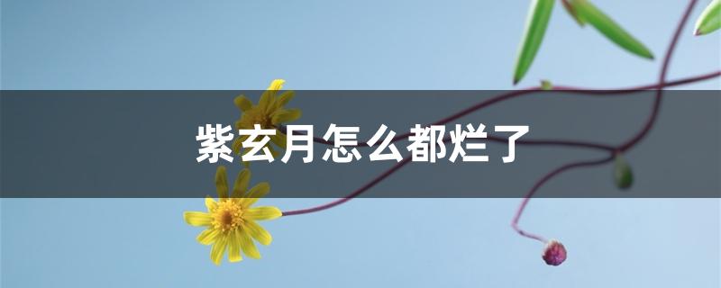 紫玄月烂叶怎么办（紫玄月怎么都烂了）