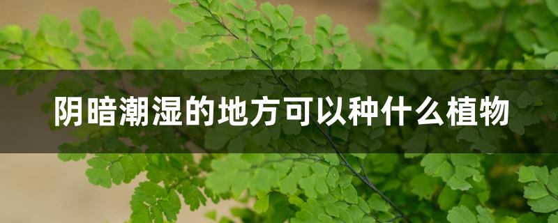 阴暗潮湿的地方可以种什么植物吗（阴暗潮湿的地方可以种什么植物）