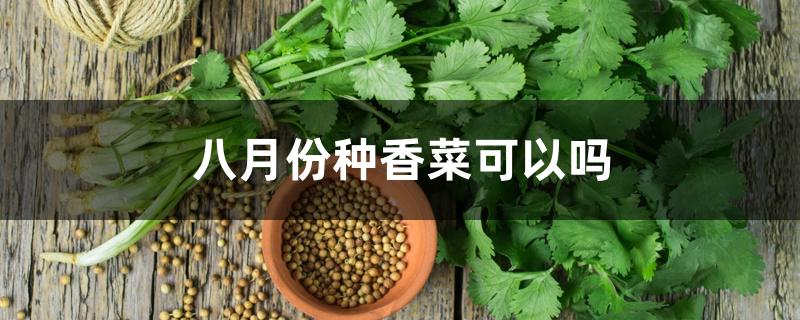 八月中旬可以种香菜吗（八月份种香菜可以吗）