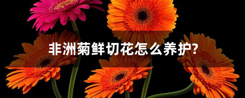 非洲菊鲜切花怎么养护视频（非洲菊鲜切花怎么养护?）