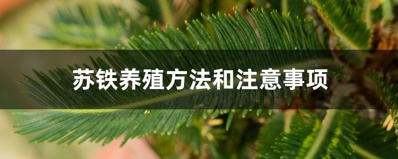 苏铁养殖方法和注意事项有哪些（苏铁养殖方法和注意事项）