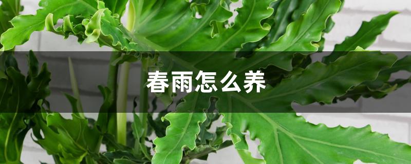 绿植春羽怎么养（春羽怎么养）