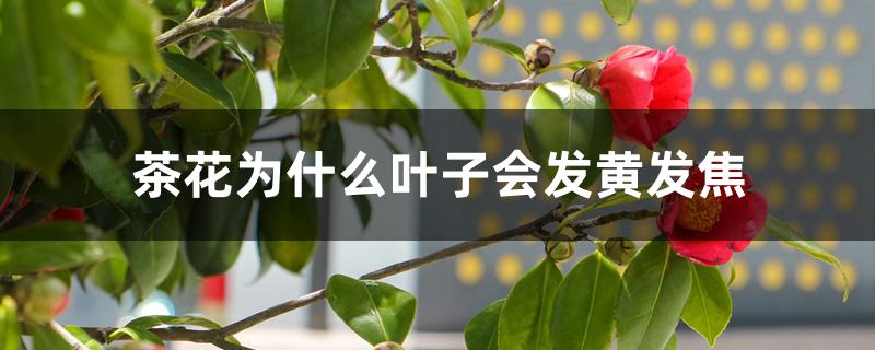 茶花叶子焦黄是怎么回事（茶花为什么叶子会发黄发焦）