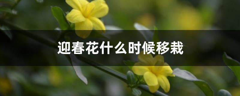 迎春花什么时候移栽 北方（迎春花什么时候移栽）