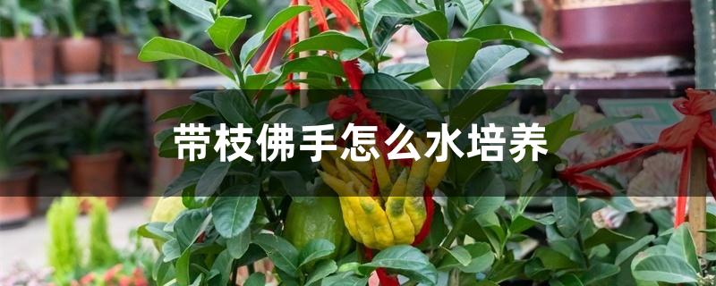 佛手怎么养（带枝佛手怎么水培养）