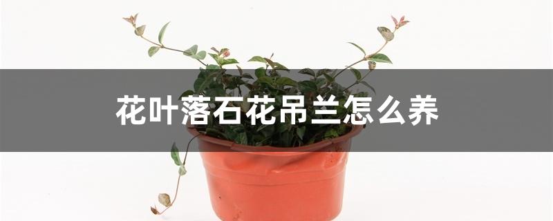 彩叶络石吊兰怎么养（花叶络石吊兰怎么养）