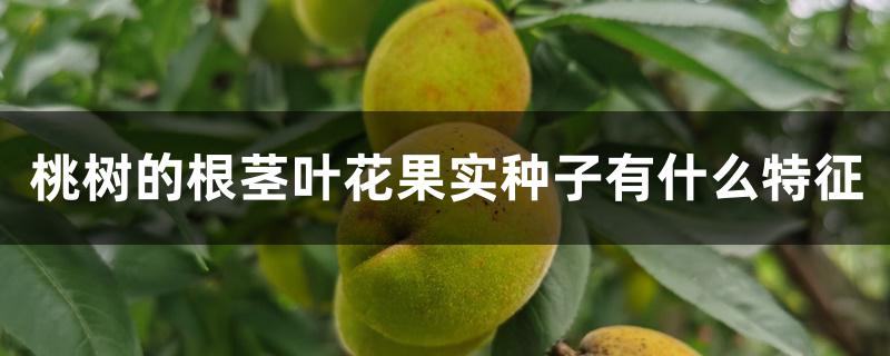 桃树的根茎叶花果实种子有什么特点（桃树的根茎叶花果实种子有什么特征）