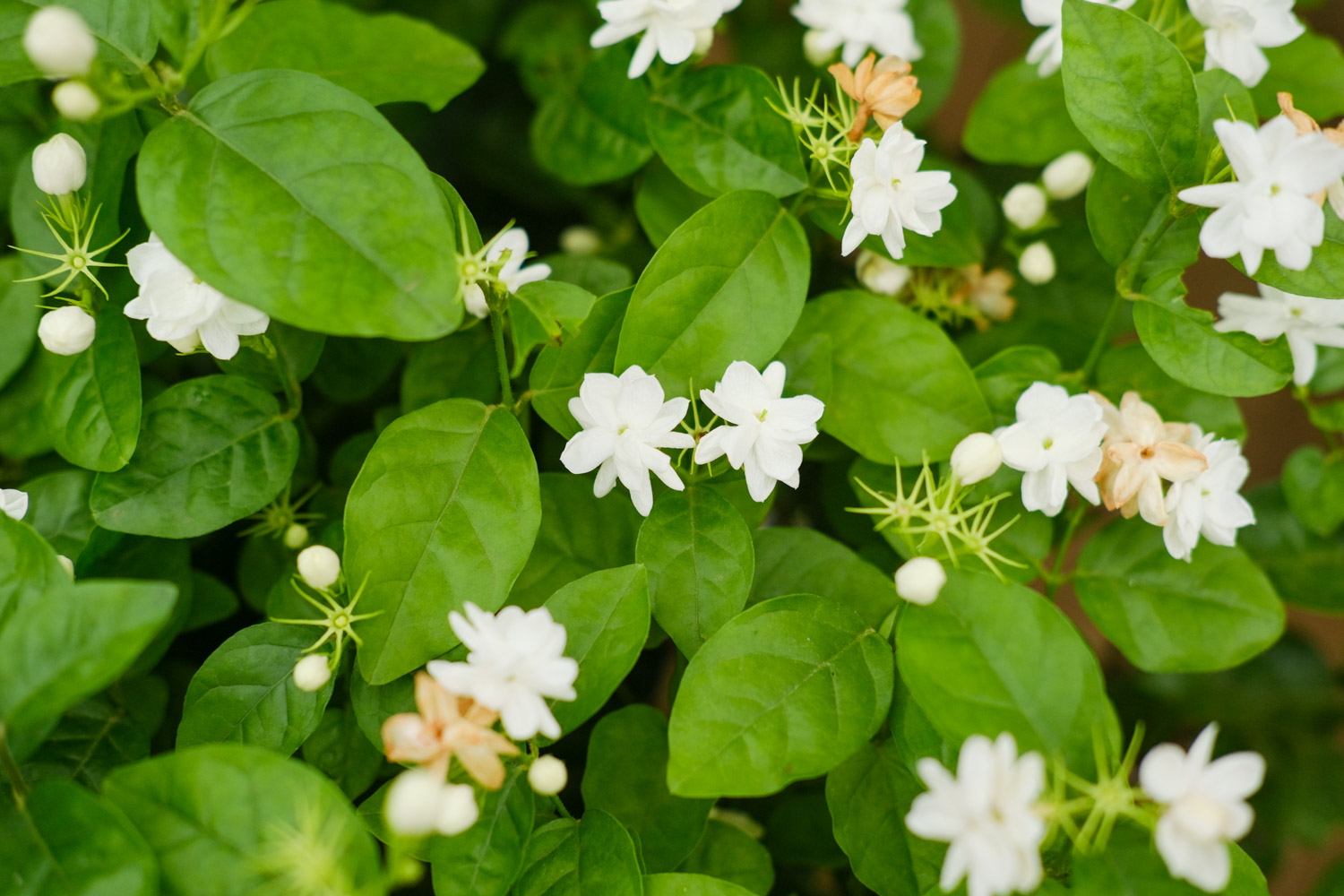 茉莉花的养护（如何养茉莉花）