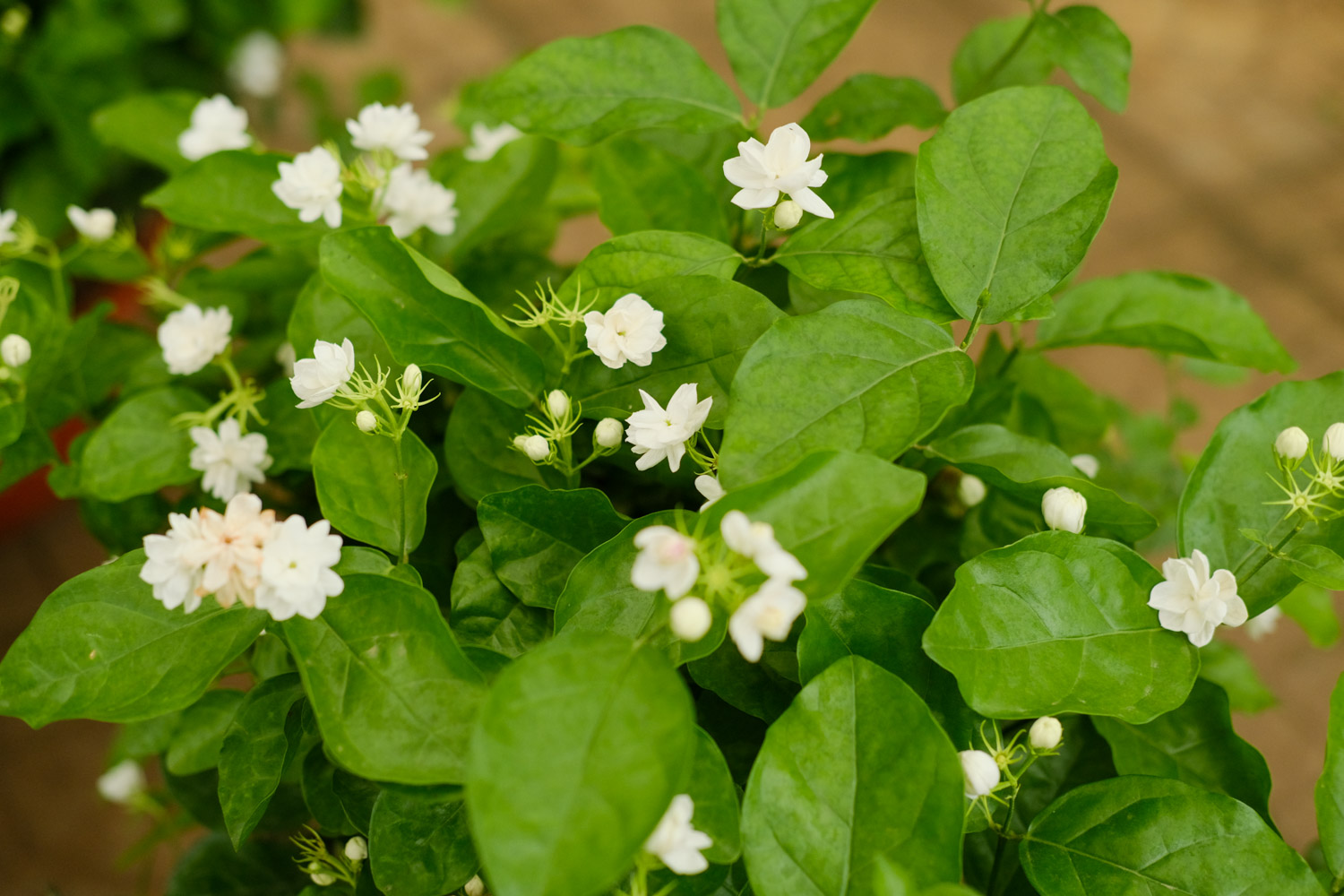 茉莉花长虫子怎么办用什么药（茉莉花长虫子怎么办）