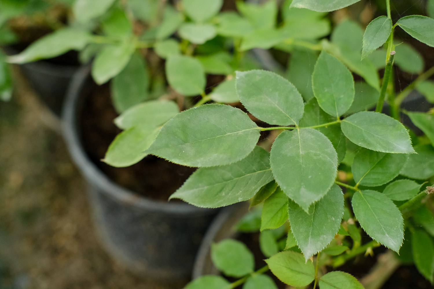 月季花生虫子结网怎么办用什么药（月季花生虫子结网怎么办）