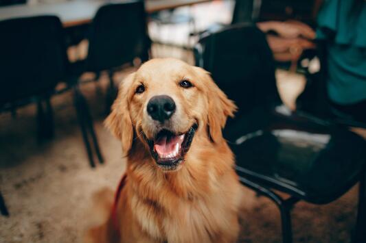 狗怎么会得狂犬病,自己产生的吗