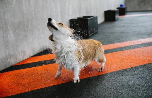 狗狗夏天需要吹风扇吗