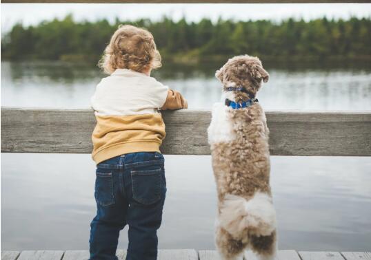 最大的犬种