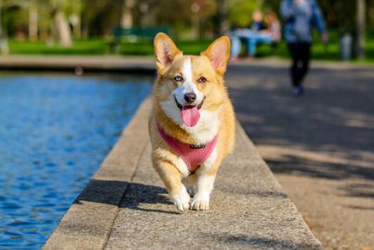 柴犬串串长大了会像柴犬吗