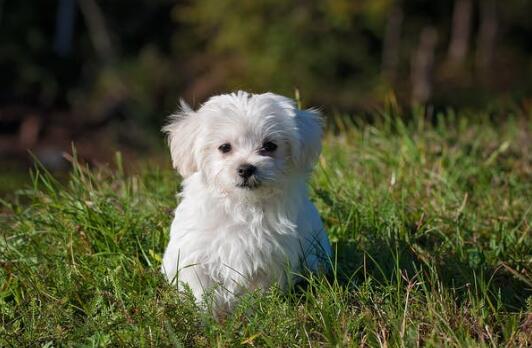 新手养马犬要注意什么