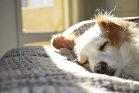 澳大利亚牧羊犬皮肤病怎么治疗